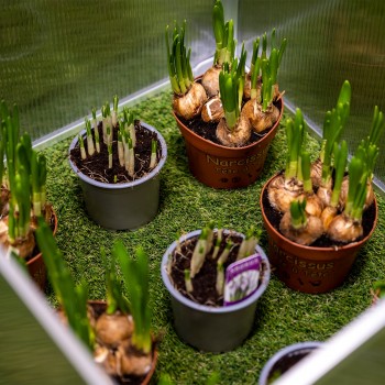 copy of Szklarnia Grindi - 6