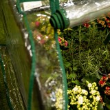 copy of Szklarnia ogrodowa Crocus II 70x50x158 - 4-półkowa Grindi - 5