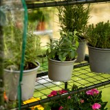 copy of Szklarnia ogrodowa Crocus II 70x50x158 - 4-półkowa Grindi - 4