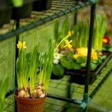 copy of Szklarnia ogrodowa Crocus II 70x50x158 - 4-półkowa Grindi - 3