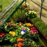 copy of Szklarnia ogrodowa Crocus II 70x50x158 - 4-półkowa Grindi - 5