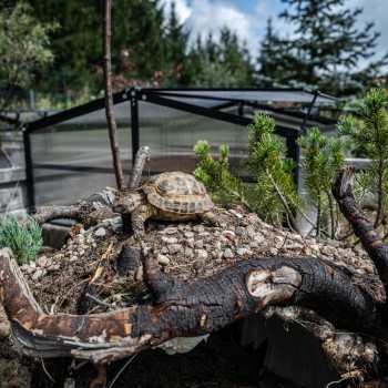 Zahradní mini skleník z polykarbonátu - černý - MAGNOLIA IV - 100x100x48 GRINDI - 4