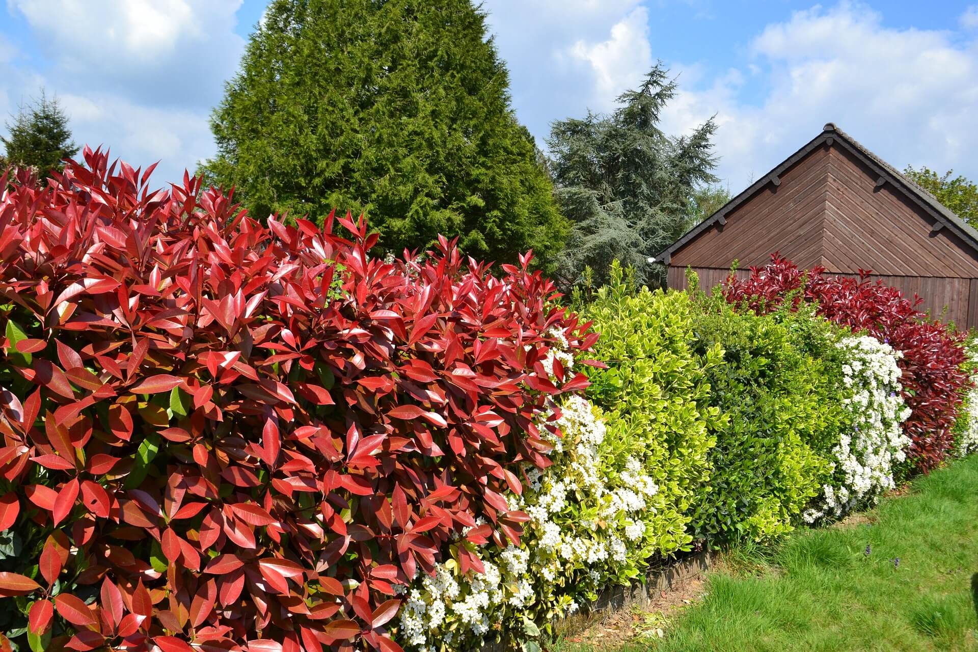 Bunte Blütenhecke mit roten, weißen und grünen Pflanzen im Garten