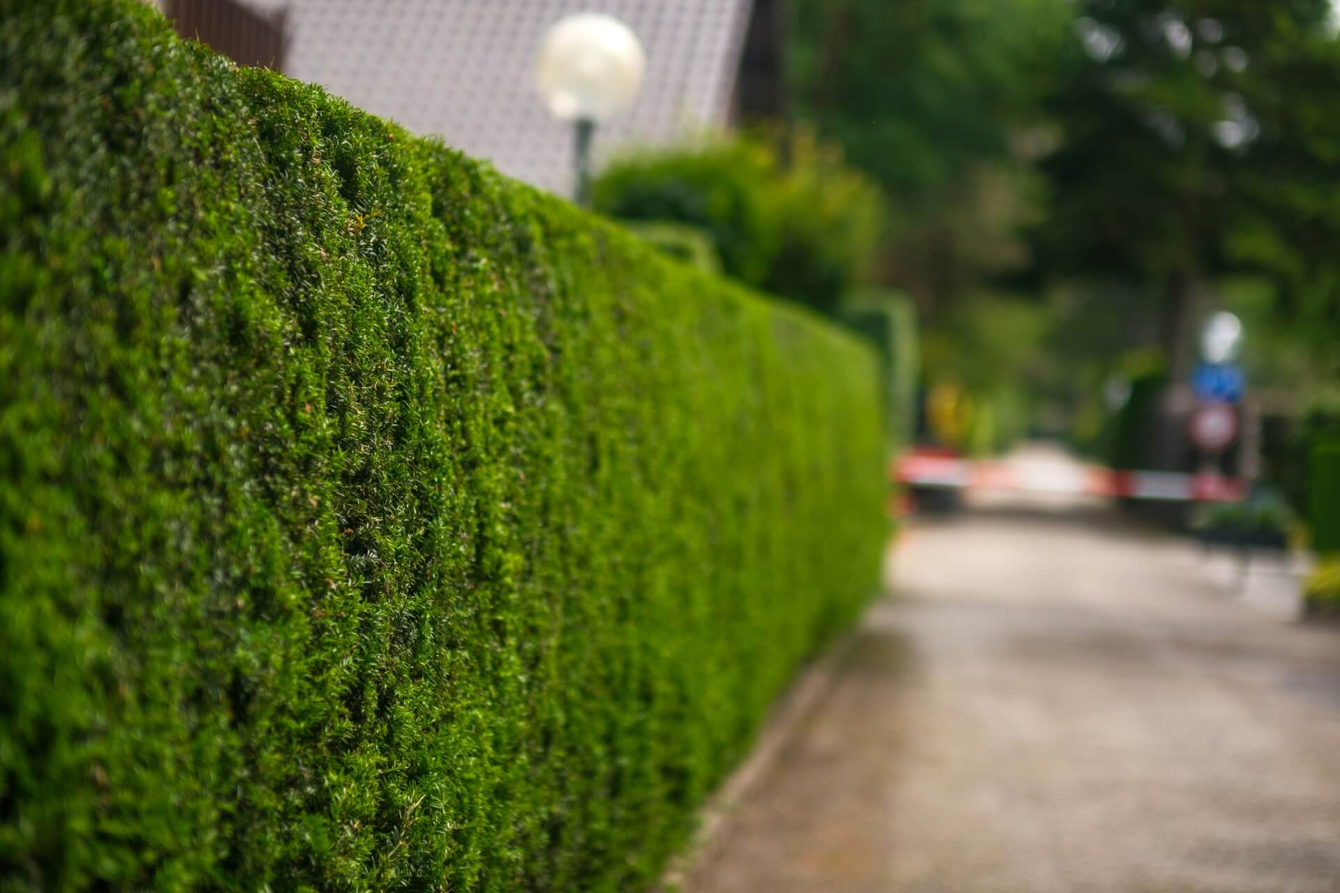 Dichte, grüne Hecke als natürlicher Sichtschutz entlang eines Weges