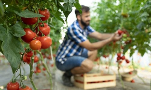 Pěstování rajčat v zahradním skleníku – jak a kdy sázet?