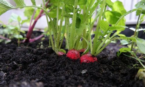 Jak pěstovat a kdy vysévat ředkvičky ve fóliovém tunelu?