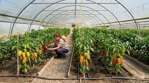 Jak pěstovat papriku ve fóliovníku krok za krokem?