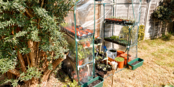Jak uspořádat zahradní skleník?